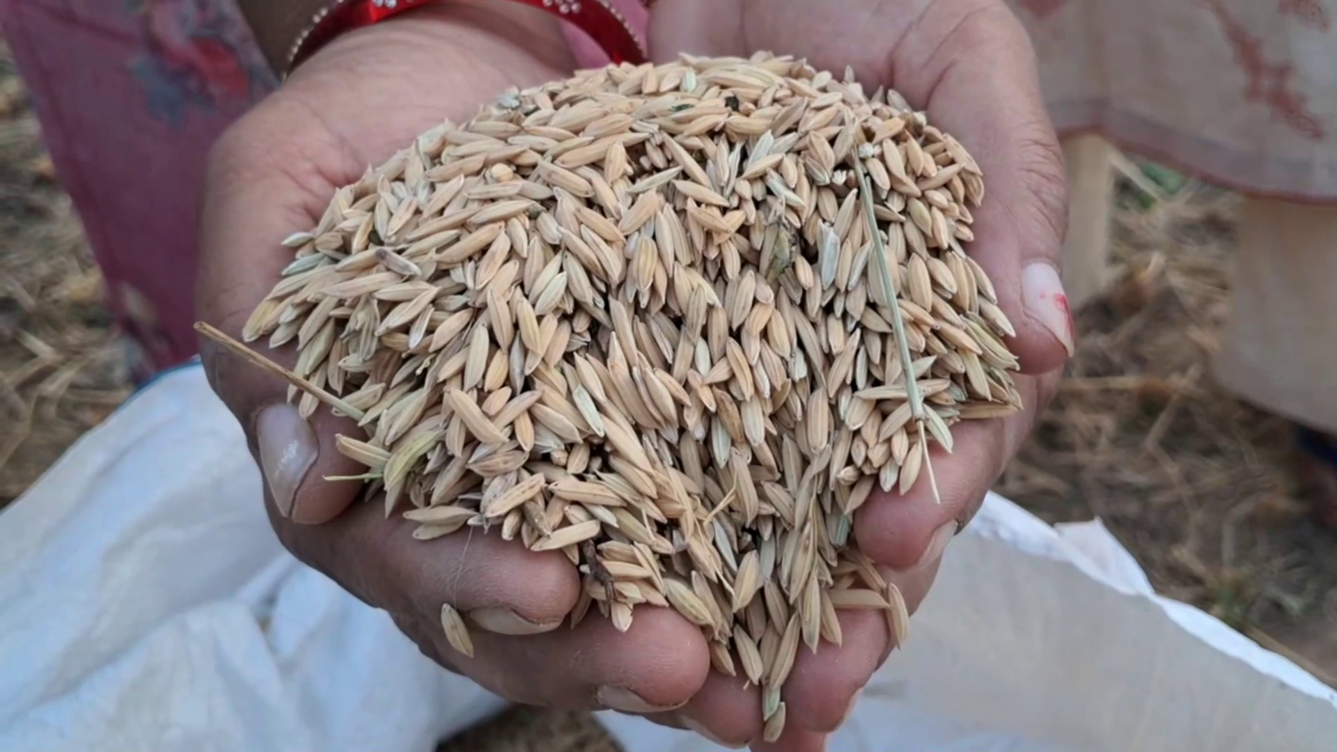 Rice Production Rise in Mandi