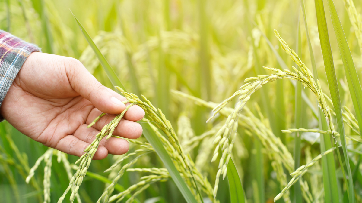 Decline in Rice Production