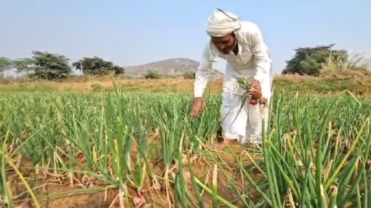 Onion Cultivation in Nuh