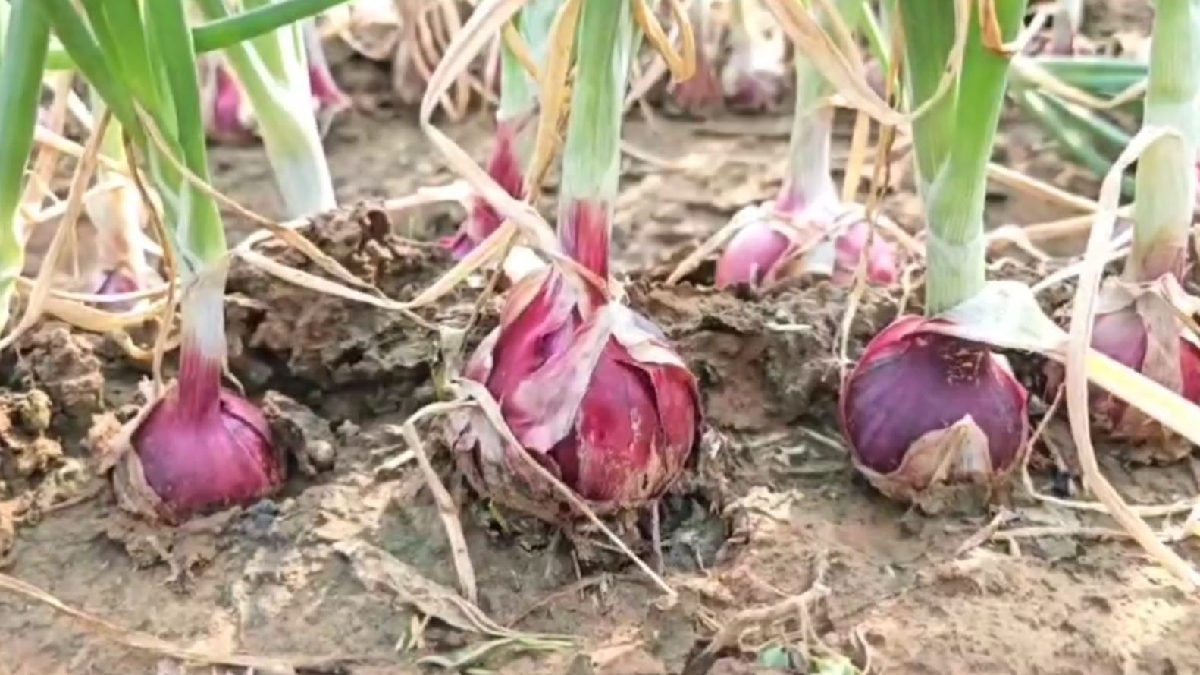 Onion Cultivation in Nuh