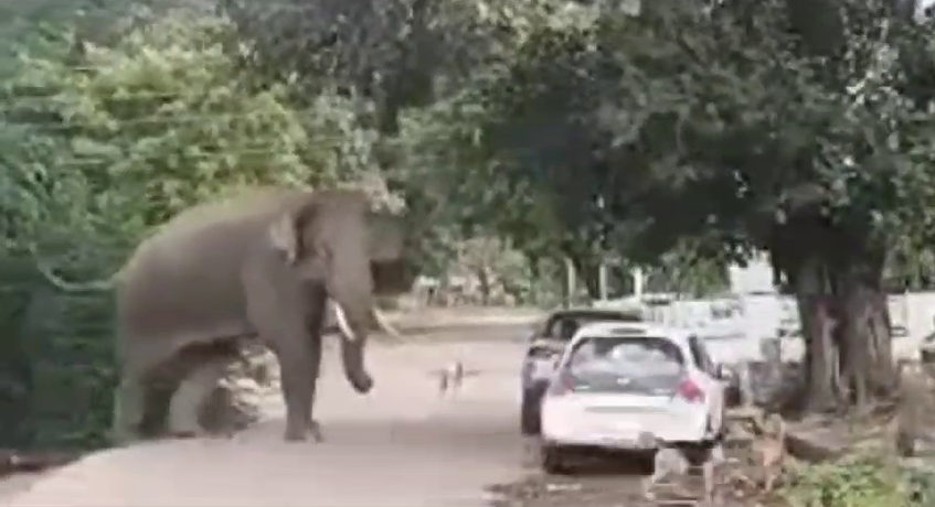 Elephant in haridwar