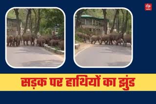 Herd of elephants in Kotdwar