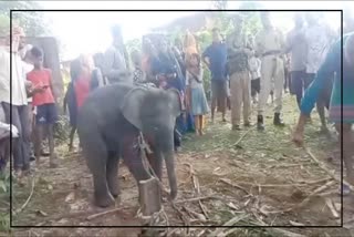 Wild elephant rescued
