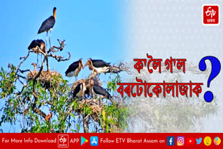 Lesser adjutant stork has lost its shelter in Biswanath