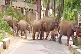 Herd of wild elephants crossing road in Uttarakhand's Kotdwar