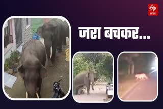 Animal Entered in Various Residential Places of Haridwar