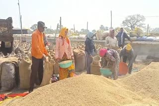 Maximum paddy purchase in Dhamtari