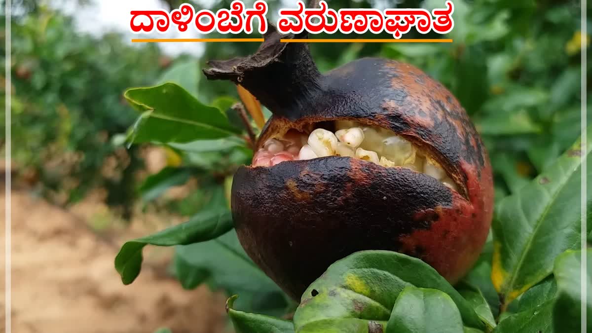 ದಾಳಿಂಬೆ ಬೆಳೆಗೆ ವರುಣಾಘಾತ: ಚುಕ್ಕಿ ರೋಗಕ್ಕೆ ನೆಲಕಚ್ಚಿದ ಫಸಲು