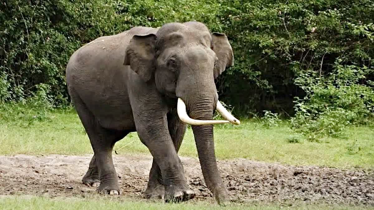 Bandhavgarh Tiger Reserve Elephant Death