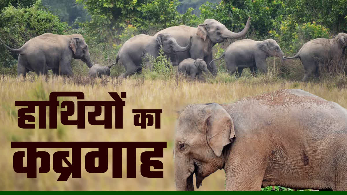 BANDHAVGARH ELEPHANTS DEATH