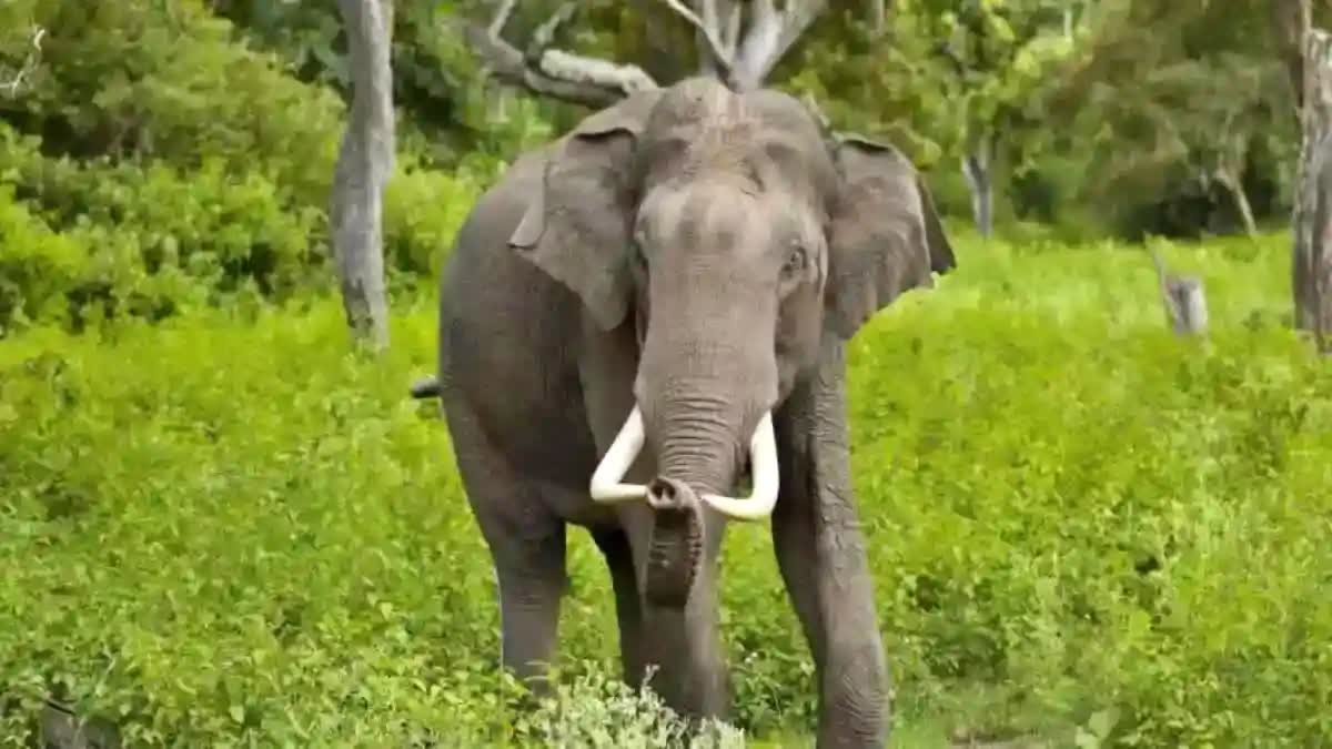 Umaria elephants terror