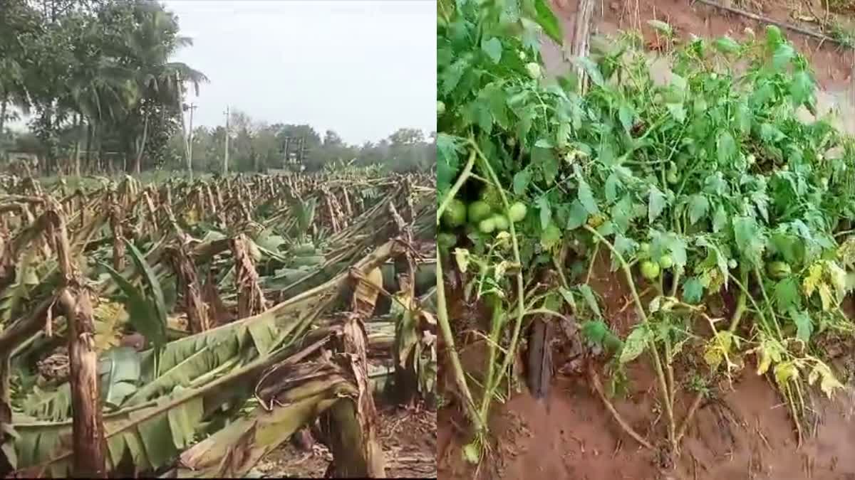 ಬಾಳೆ, ಟೊಮೆಟೊ ಬೆಳೆ ನಾಶ