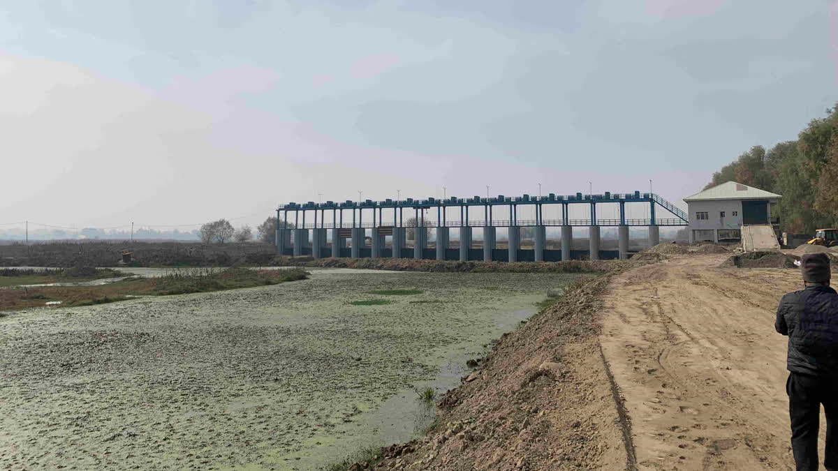 Drying up of Kashmir's wetland prime spots threated winged visitors.