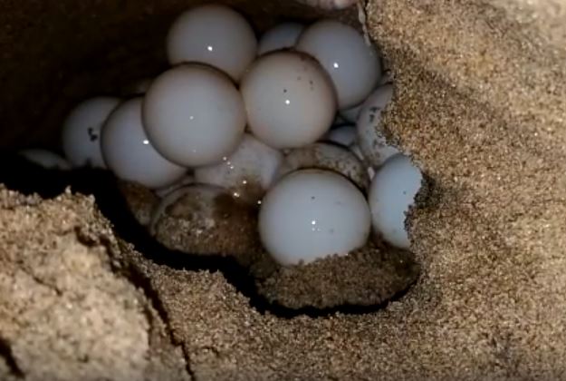 OLIVE RIDLEY TURTLE