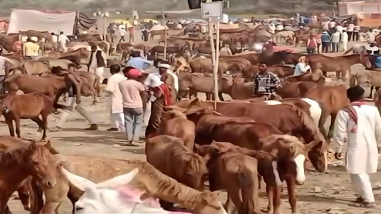 Chitrakoot Donkey Fair