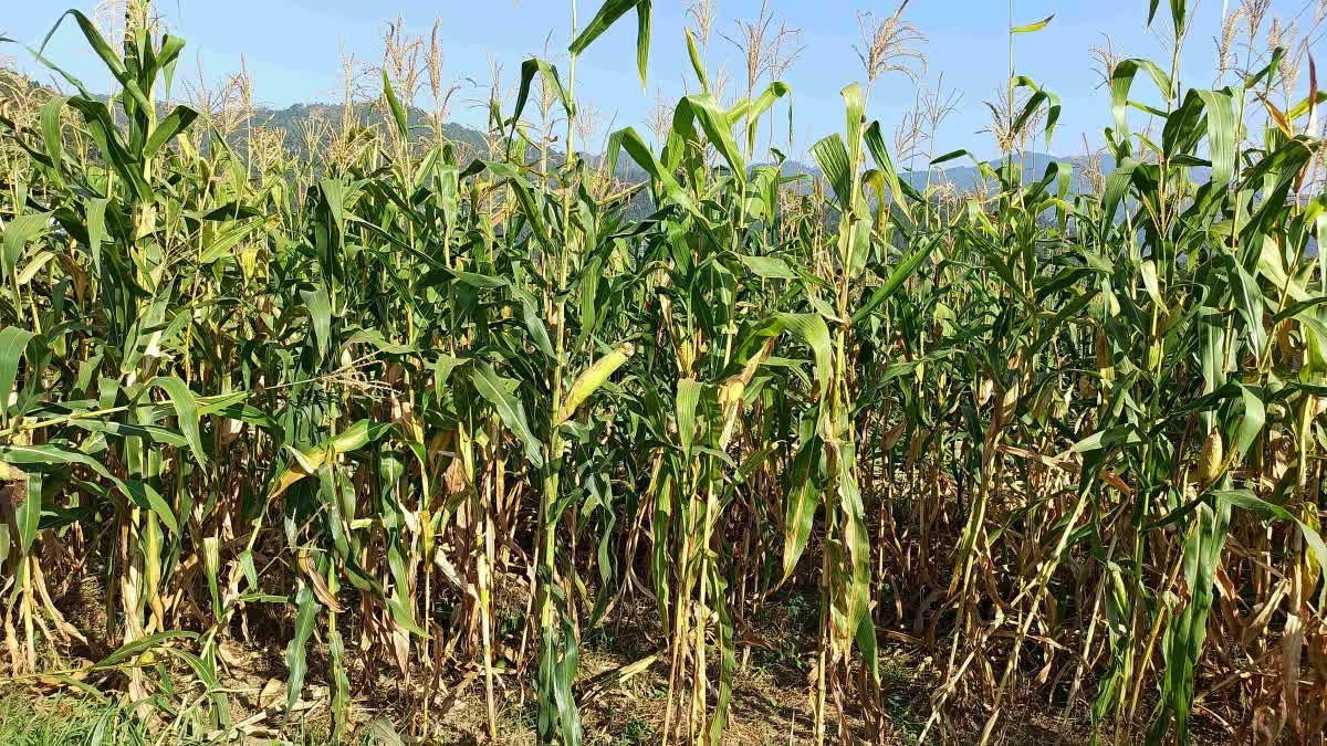 NATURAL FARMING MAIZE FLOUR