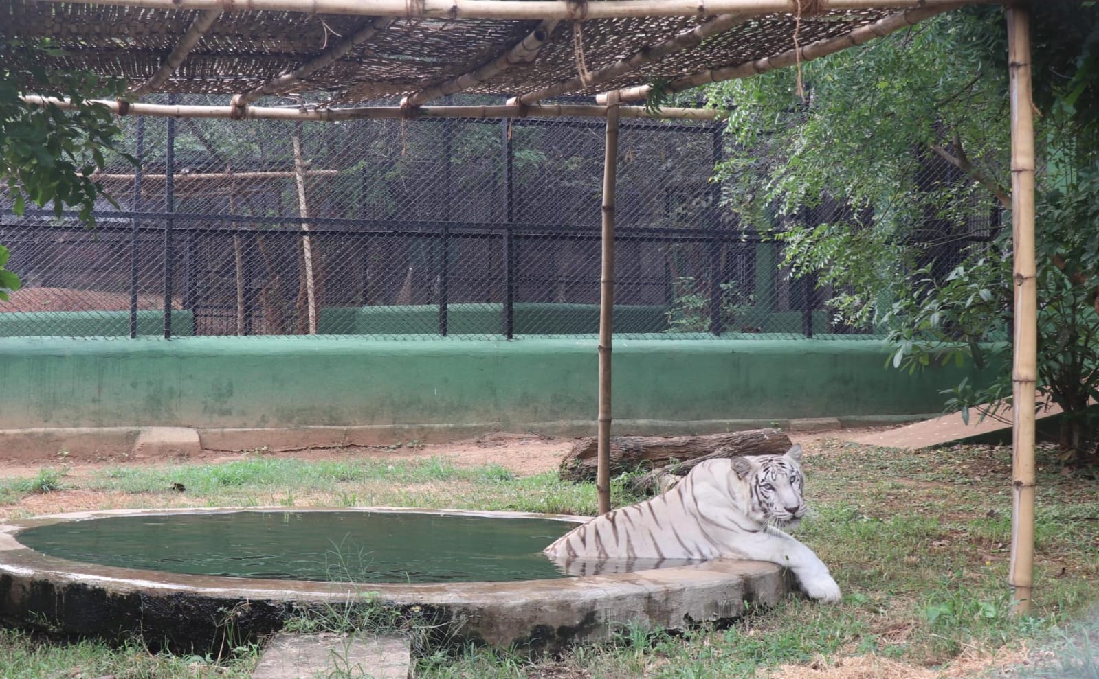 Joy At Nandankanan As White Tigress Rupa Gives Birth To Four Cubs