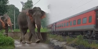 TRAIN HITS ELEPHANT