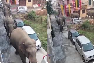 haridwar elephants