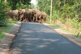 MP ELEPHANTS DEATH