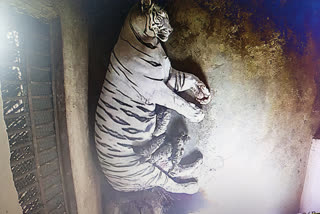 The first inter-state tiger translocation project in India, which involved moving tigers from Madhya Pradesh to Odisha's Satkosia Tiger Reserve, was unsuccessful