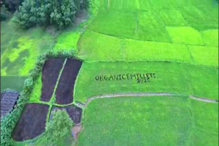 TAMBO ART OF GERMAN CHOCOPERT RICE VARIETY WHICH IS ATTRACTING ATTENTION IN SIDDAPURA