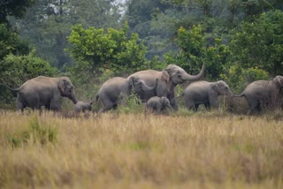 10 elephants died in Bandhavgarh Tiger Reserve