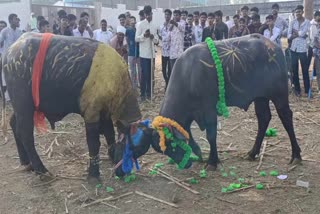 BUFFALO FIGHT OCCASION DIWALI