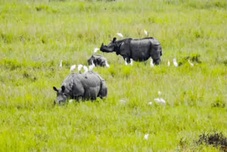 Kaziranga National Park in Assam has achieved a remarkable record in tourist footfalls this year.