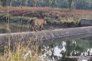 PANNA TOURISTS SPOTTED TIGER