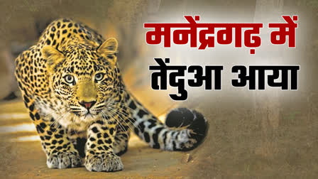 PANIC OF LEOPARD IN MANENDRAGARH