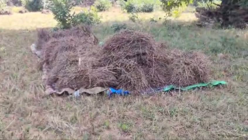 BANDHAVGARH ELEPHANTS DEATH