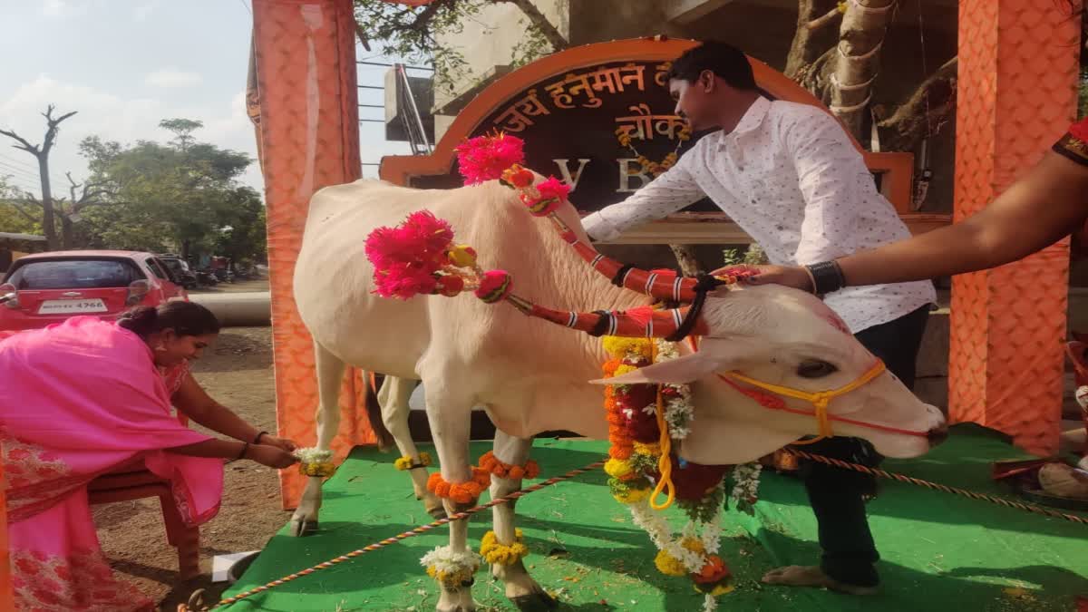 dohale jevan celebration of cow in kolhapur