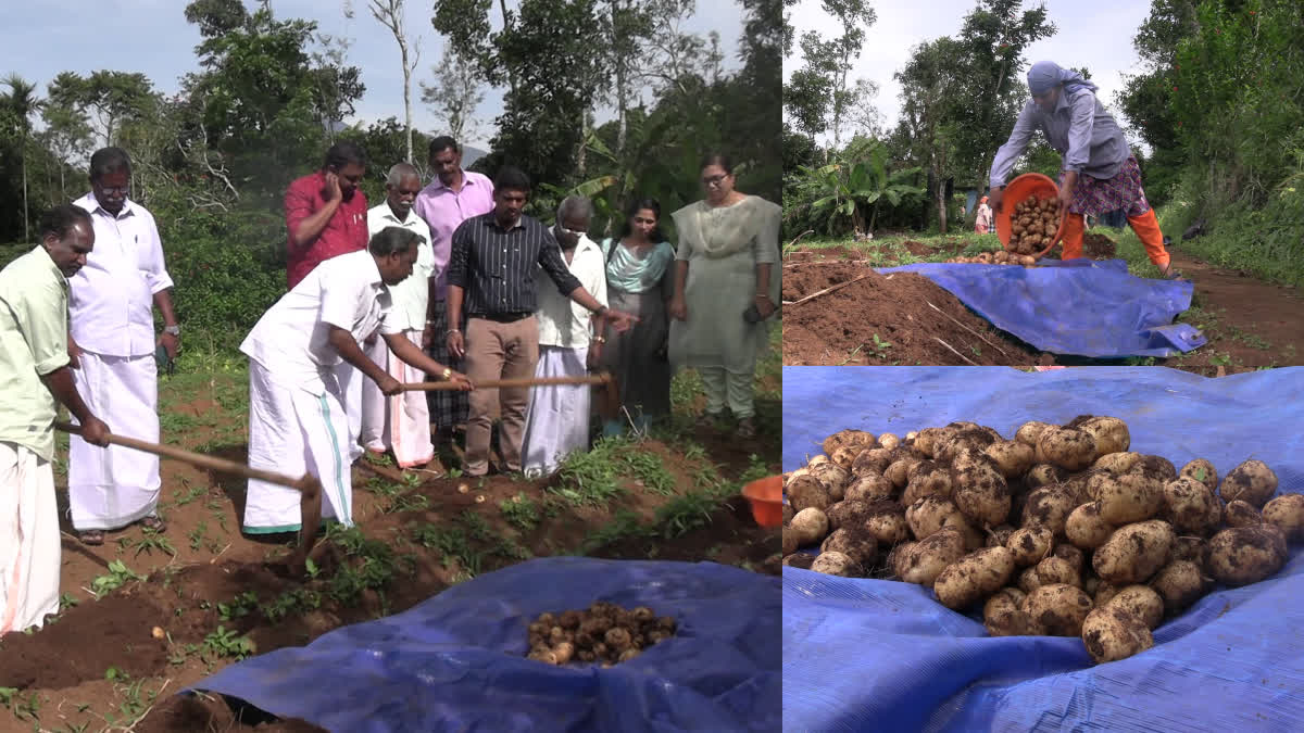 Potato farming Idukki  Potato farming high range Idukki  Potato farming in Kerala  Summer season vegetable farming Idukki  Seasonal farming kerala  ഉരുളക്കിഴങ്ങ് മറയൂരിൽ മാത്രമല്ല  ഉരുളക്കിഴങ്ങ് കൃഷി ഇടുക്കിയില്‍  ഉരുളക്കിഴങ്ങ് കൃഷി കേരളത്തില്‍  കേരളത്തിലെ ശീതകാല പച്ചക്കറി കൃഷി