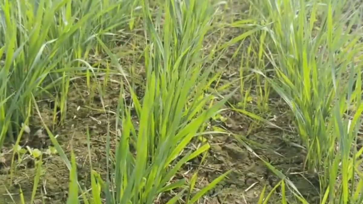 बारिश से गेहूं की फसल को फायदा होगा या नुकसान? जानें कृषि वैज्ञानिकों की  क्या है राय