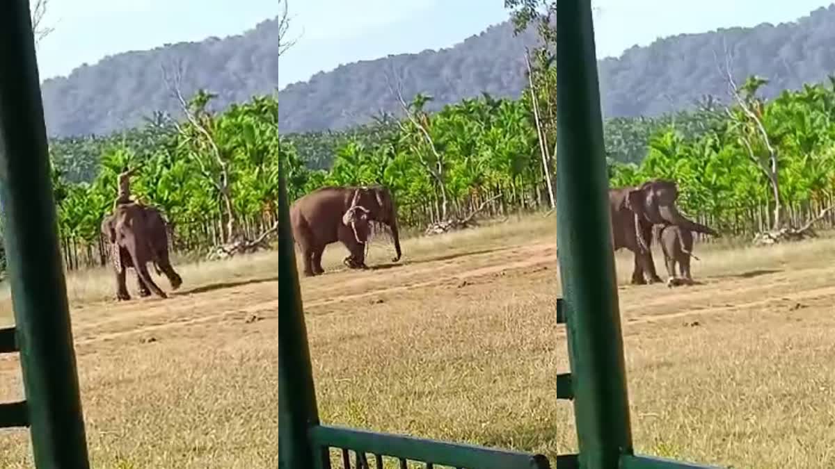 Etv man-fell-from-elephant-in-sakrebail-shivamogga