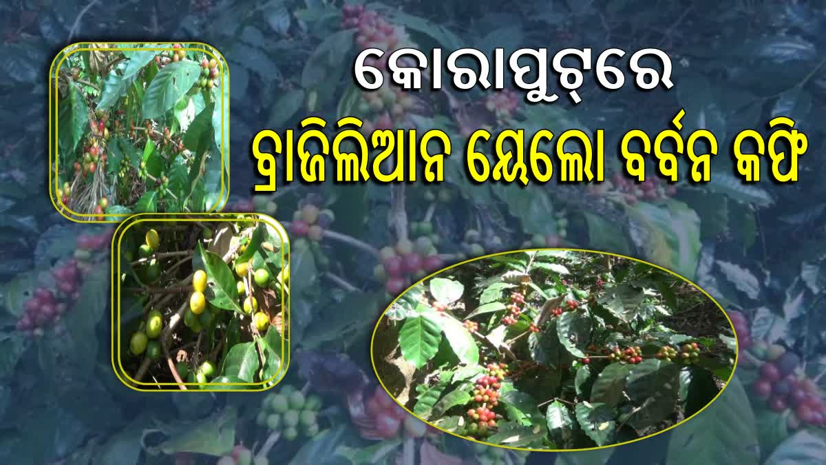 କୋରାପୁଟରେ ବ୍ରାଜିଲିଆନ ୟେଲୋ ବର୍ବନ କଫି