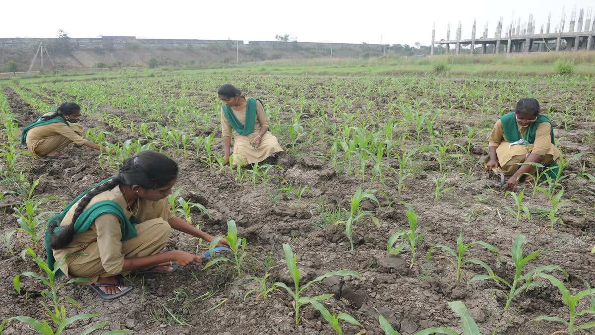 Celebrating Agricultural Education Day