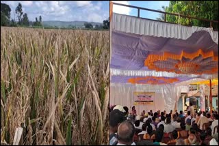 Narega Yojana Effect: No Laborers for paddy harvest in Belgaum