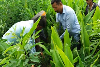 Father and son were arrested  growing cannabis in the field  Chamarajanagar news  ಅರಿಶಿಣ ನಡುವೆ ಗಾಂಜಾ ಫಸಲು  ಅಪ್ಪ ಮಗನ ಬಂಧನ  ಜಮೀನಿನಲ್ಲಿ ಅರಿಶಿಣ ಬೆಳೆ  ಅರಿಶಿಣ ಬೆಳೆ ಮಧ್ಯೆ ಗಾಂಜಾ ಬೆಳೆ  ಹನೂರು ಪೊಲೀಸರು ವಶ  ಹನೂರು ಪೊಲೀಸ್ ಠಾಣಾ ವ್ಯಾಪ್ತಿ