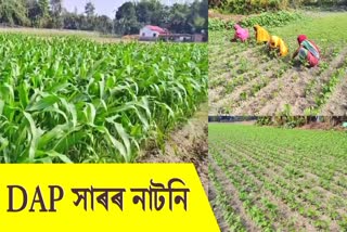 Fertilizer Shortage Frustrates Barpeta farmers