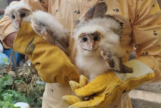 Barn owl gets legal protection
