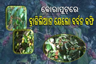 କୋରାପୁଟରେ ବ୍ରାଜିଲିଆନ ୟେଲୋ ବର୍ବନ କଫି