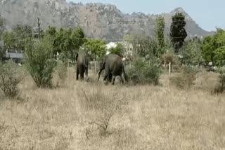 elephant