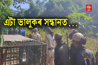 Wild Bear Terror at Dergaon