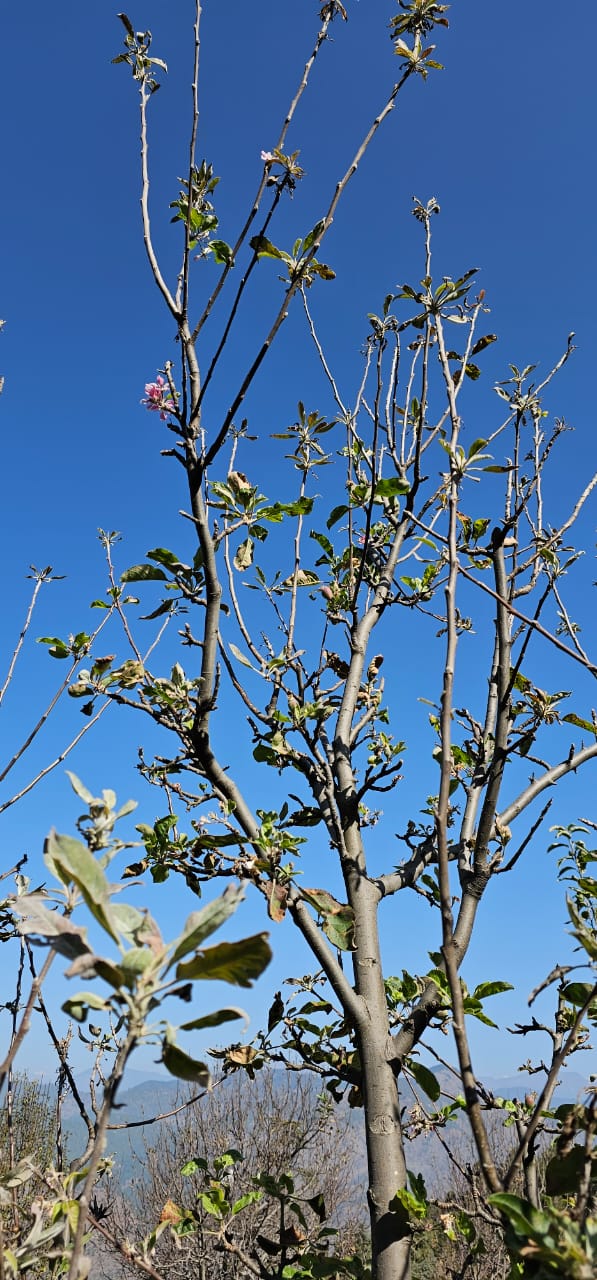 Uttarkashi Apple Flowering