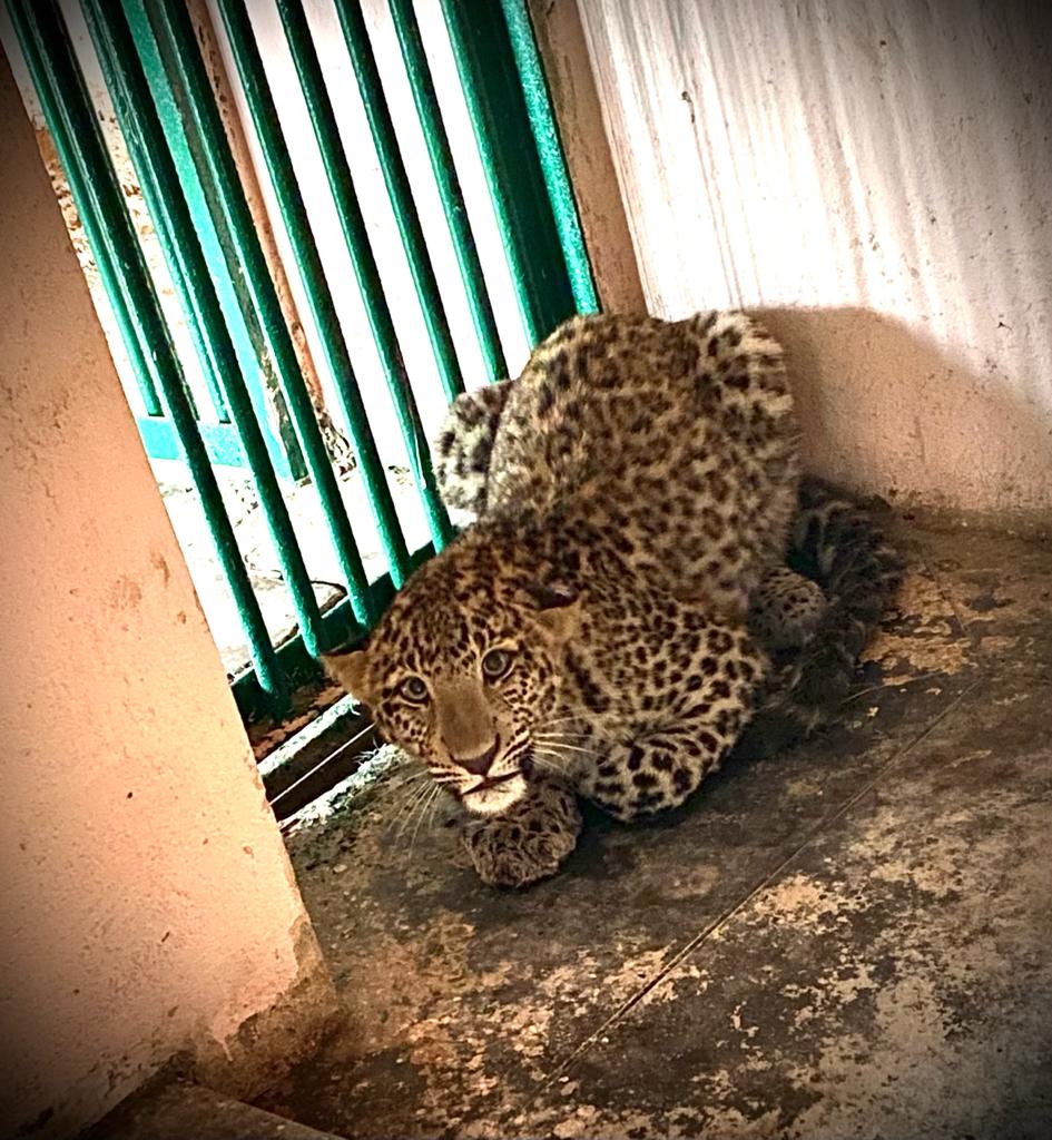 Nawab Wajid Ali Shah Zoological Park in Lucknow Male and female Leopards brought from Bahraich