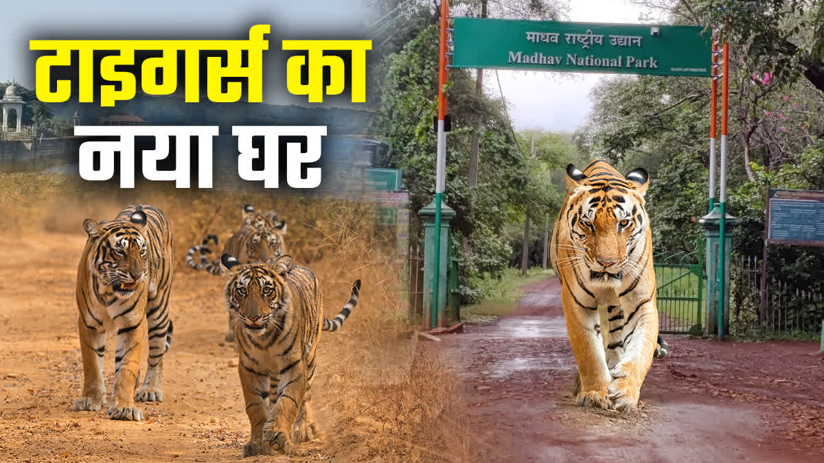 TIGER RESERVE MADHAV NATIONAL PARK