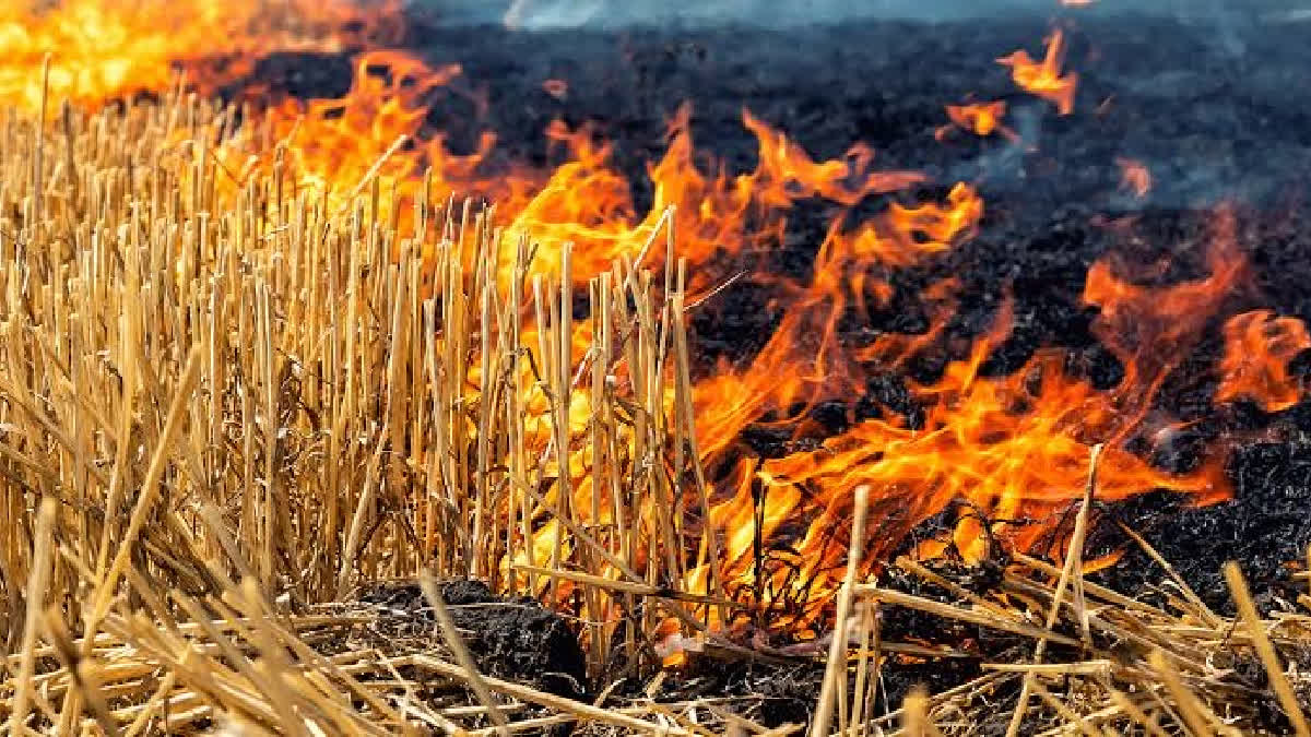 ICAR Findigs Show 34% Decline In Stubble Burning In 2024; Expert Claims Punjab Data Inflated