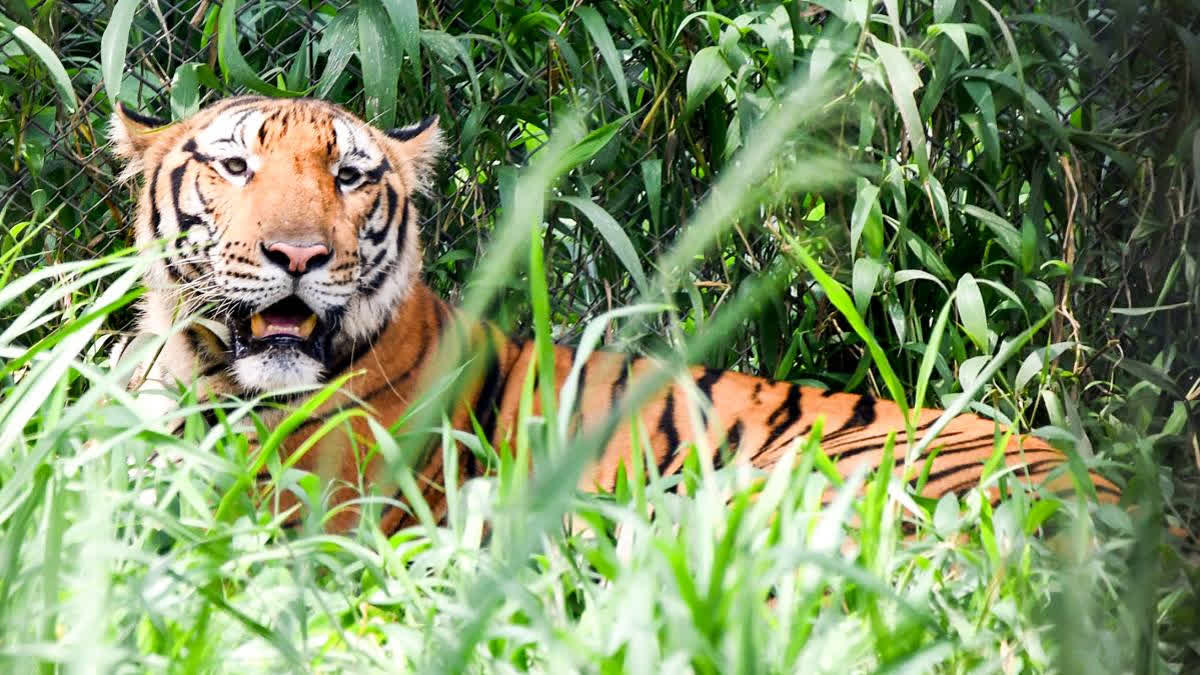 madhav-national-park-in-madhya-pradesh-designated-as-8th-tiger-reserve